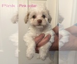 Puppy 2 Havanese