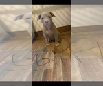 Puppy Bella American Bully