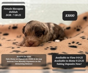 Poovanese Puppy for sale in TUCSON, AZ, USA