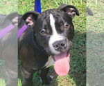 Small #4 American Pit Bull Terrier Mix