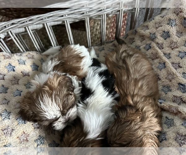 Medium Photo #5 Shih Tzu Puppy For Sale in STOKESDALE, NC, USA