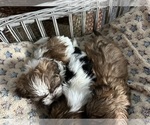 Small #4 Shih Tzu