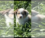 Small #1 Australian Shepherd