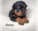 Puppy Rocky Rottweiler