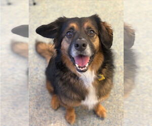 Border Collie-Unknown Mix Dogs for adoption in Westminster, MD, USA