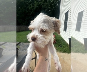 Yorkshire Terrier Puppy for sale in WINSTON SALEM, NC, USA