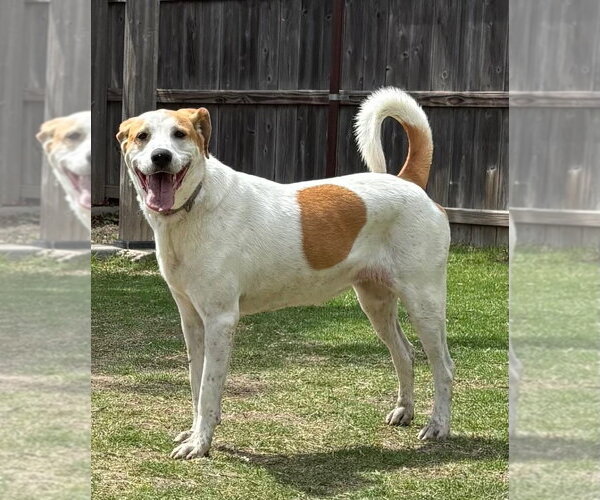 Medium Photo #1 American Foxhound-Labrador Retriever Mix Puppy For Sale in Great Bend, KS, USA