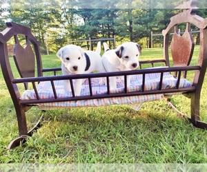 Parson Russell Terrier Puppy for sale in HALE, MI, USA