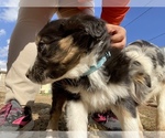 Small Photo #19 Australian Shepherd Puppy For Sale in LUBBOCK, TX, USA