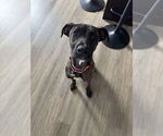 Small #3 Mutt