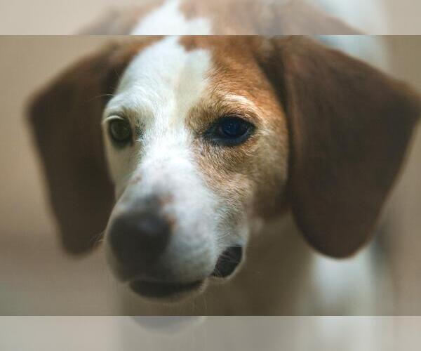 Medium Photo #6 Beagle Puppy For Sale in Seven Valleys, PA, USA