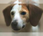 Small #5 Beagle