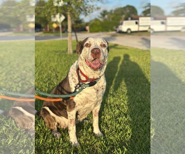 Medium Photo #2 Mutt Puppy For Sale in Pompano Beach , FL, USA