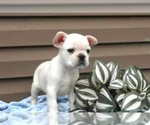 Small Photo #45 French Bulldog Puppy For Sale in LIBERTY, KY, USA