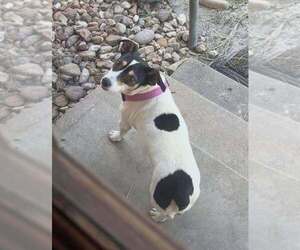 Father of the Jack Russell Terrier puppies born on 04/12/2025