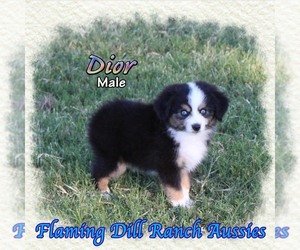 Miniature Australian Shepherd Puppy for sale in FORESTBURG, TX, USA