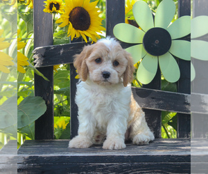 Cavachon Puppy for sale in GORDONVILLE, PA, USA