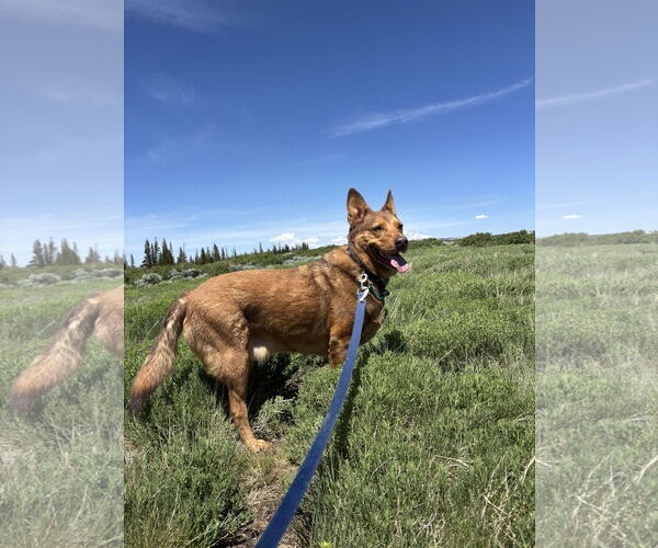 Medium Photo #5 Mutt Puppy For Sale in Sandy, UT, USA