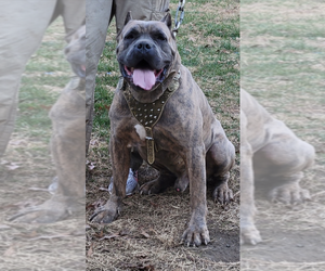 Father of the Cane Corso puppies born on 11/01/2022