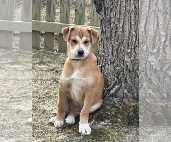 Medium Photo #7 Mutt Puppy For Sale in Arlington, VA, USA