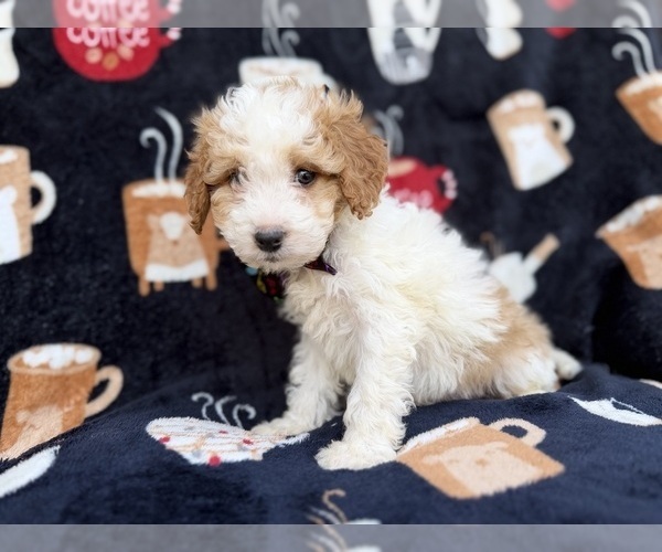 Medium Photo #4 Cavapoo (Miniature) Puppy For Sale in LAKELAND, FL, USA