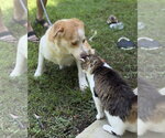 Small Photo #2 Australian Shepherd Puppy For Sale in Yardley, PA, USA
