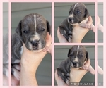 Small Photo #3 Great Dane Puppy For Sale in GREENVILLE, NC, USA