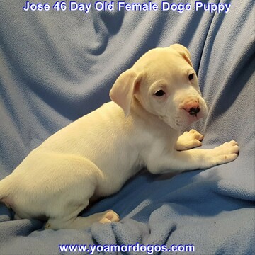 Medium Photo #275 Dogo Argentino Puppy For Sale in JANE, MO, USA