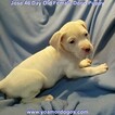 Small Photo #275 Dogo Argentino Puppy For Sale in JANE, MO, USA