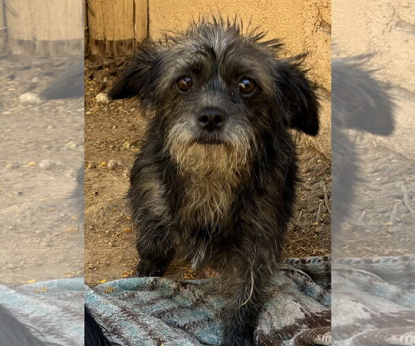 Medium Photo #1 Mutt Puppy For Sale in Apple Valley, CA, USA