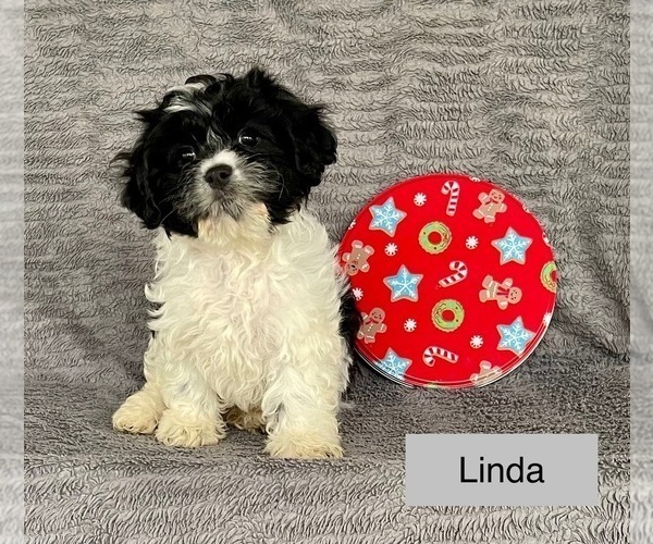 Medium Photo #1 Cavachon Puppy For Sale in MOUNT PLEASANT, MI, USA