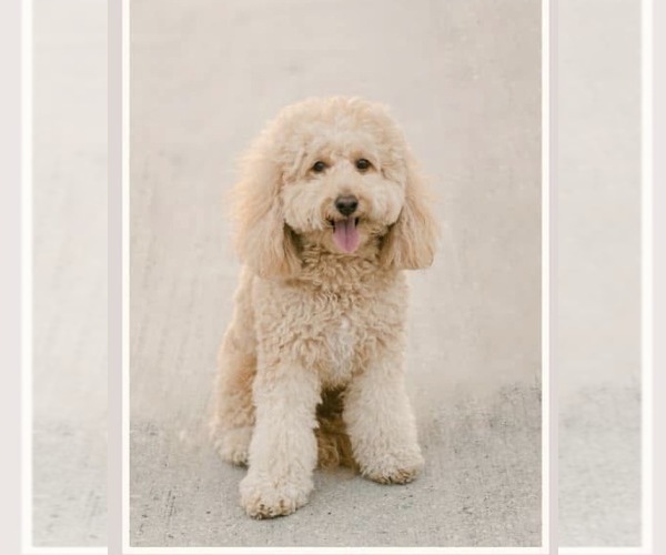 Medium Photo #1 Goldendoodle (Miniature) Puppy For Sale in ORANGE CITY, FL, USA