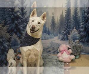 Gerberian Shepsky Dogs for adoption in Placerville, CA, USA