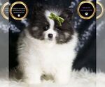 Puppy Panda AKC Male Pomeranian