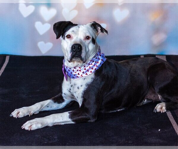 Medium Photo #3 American Pit Bull Terrier-Unknown Mix Puppy For Sale in  Ramona, CA, USA