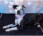 Small #2 American Pit Bull Terrier Mix
