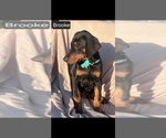 Small #2 Doberman Pinscher