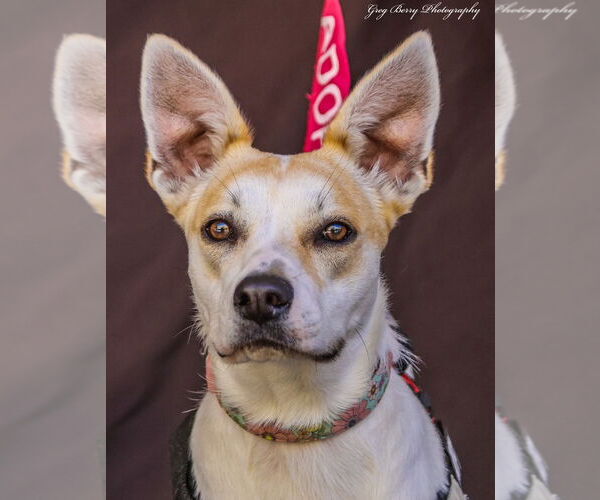 Medium Photo #1  Puppy For Sale in , 