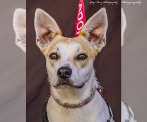 Labrador Retriever-Unknown Mix Dogs for adoption in San Diego, CA, USA