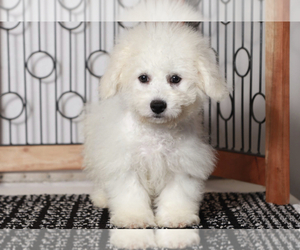 Bichon Frise Puppy for sale in NAPLES, FL, USA