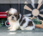 Puppy Connor Shih Tzu
