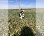 Small Photo #1 Welsh Cardigan Corgi Puppy For Sale in CLARION, IA, USA