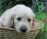 Small Photo #3 Golden Retriever Puppy For Sale in REDKEY, IN, USA