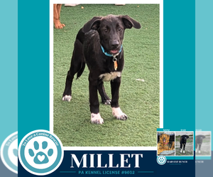 Labrador Retriever-Unknown Mix Dogs for adoption in Kimberton, PA, USA