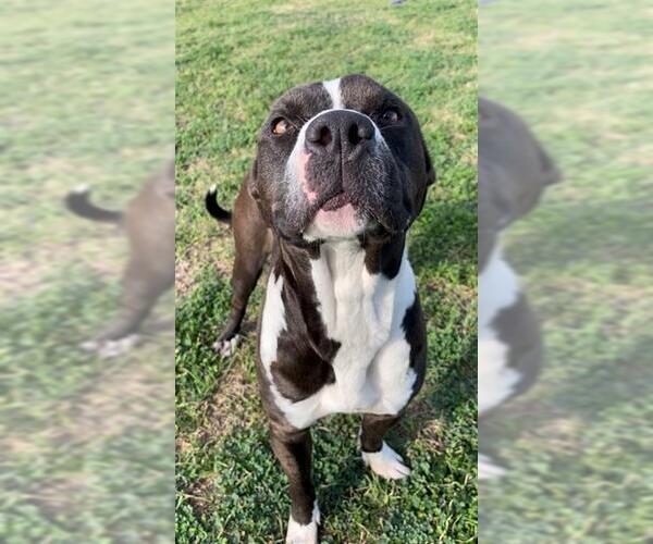 Medium Photo #3 Mutt Puppy For Sale in Rosenberg, TX, USA