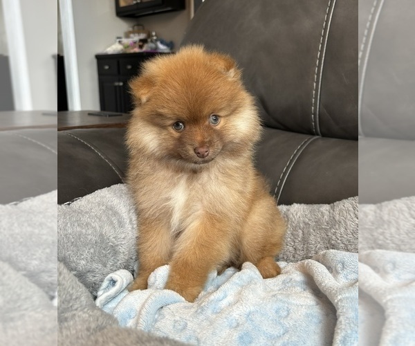 Medium Photo #7 Pomeranian Puppy For Sale in FRANKLIN, IN, USA