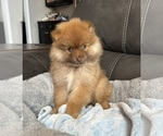 Small #6 Pomeranian