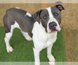 American Staffordshire Terrier-Unknown Mix Dogs for adoption in Tallahassee, FL, USA
