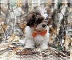 Small #7 ShihPoo