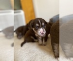 Small Photo #9 Labrador Retriever-Siberian Husky Mix Puppy For Sale in MEM, TN, USA